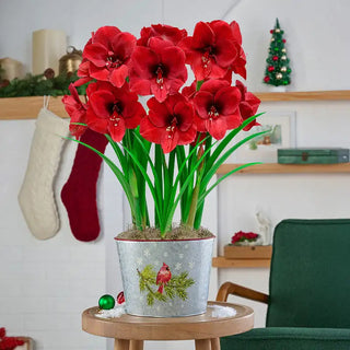 Miracle Amaryllis Seeds